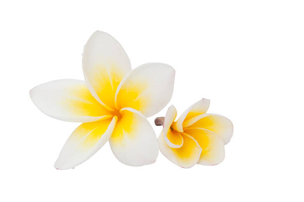 istock Plumeria flower isolated on the white background 466681696
