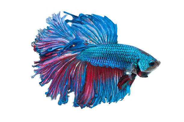 wunderschöne betta splendens, isoliert auf weißem hintergrund - fish siamese fighting fish multi colored tropical fresh water fish stock-fotos und bilder