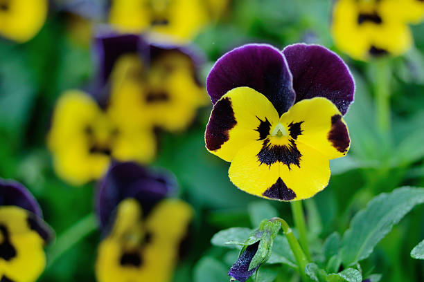 istock Beautiful yellow flower in garden 466682526