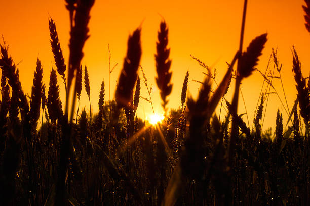istock field with gold ears of wheat in sunset 466683352
