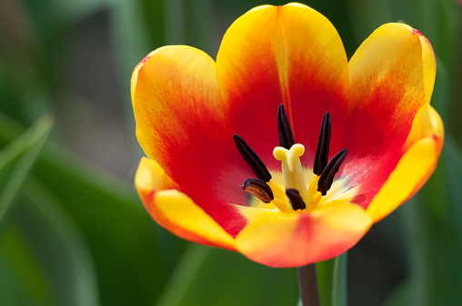 Open tulip with pistil and stamens