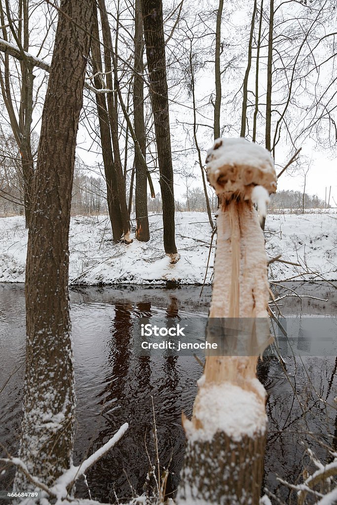 tree beavers gnaw winter Turned wood beavers winter Animal Trunk Stock Photo