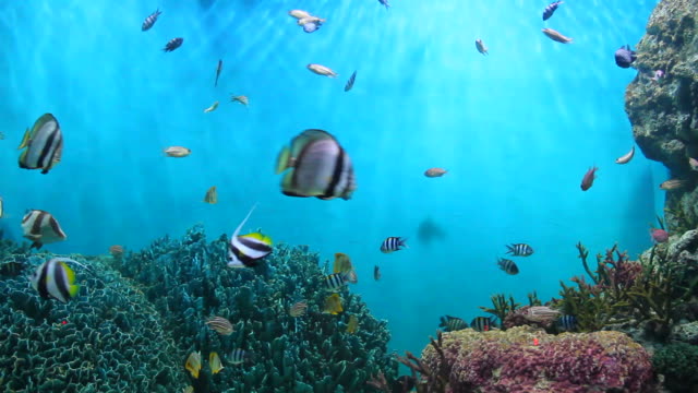 6,200+ Fish Tank Background Stock Videos and Royalty-Free Footage - iStock