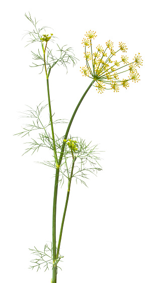 dill on the white background