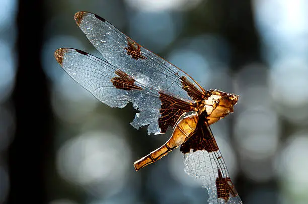 Frail body of a dragonfly foud in a pine forest. The details and colors were so beautiful, it was like a tiny amber jewel, a delicate stain-glass window worn by time.