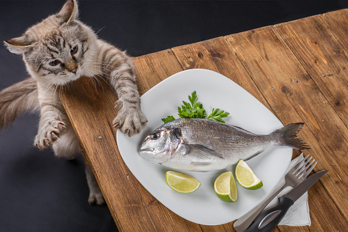Hungry cat jumping on the table trying to steal the fish from a plate