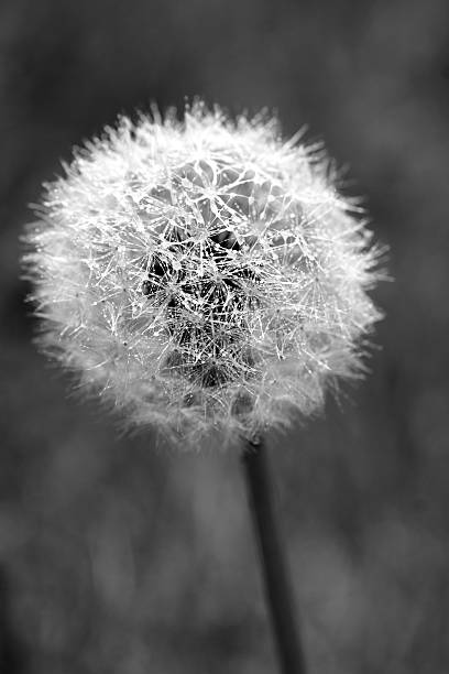 istock Artistic Macro black & white wet fluffy dandelion seed head 466692368