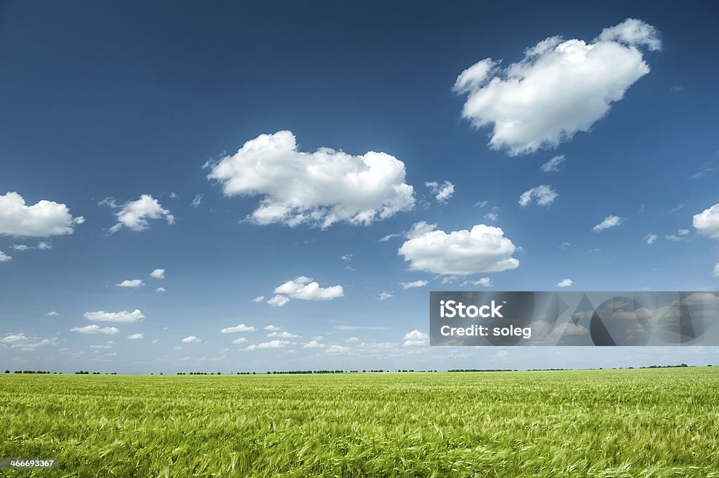 green wheat field and blue sky spring landscape Agricultural Field Stock Photo