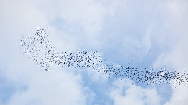 istock Bats flying in gunung mulu national park 466695114