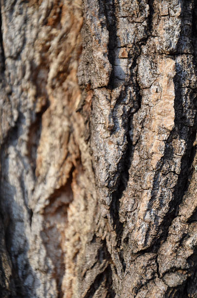 istock Tree texture oak trunk bark crust photo - Stock image 466695630
