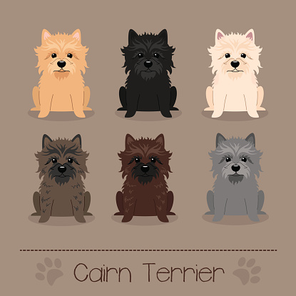 Set of six  different colors Cairn Terrier