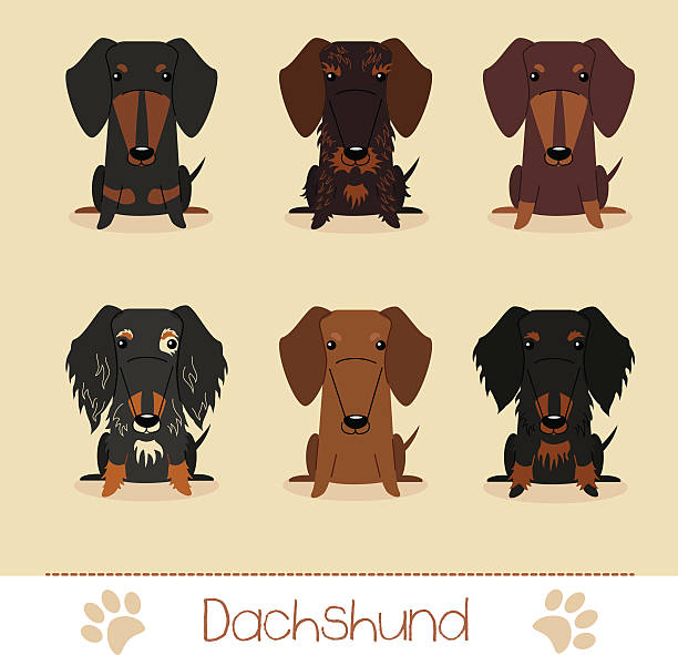 Different colors dachshund vector art illustration
