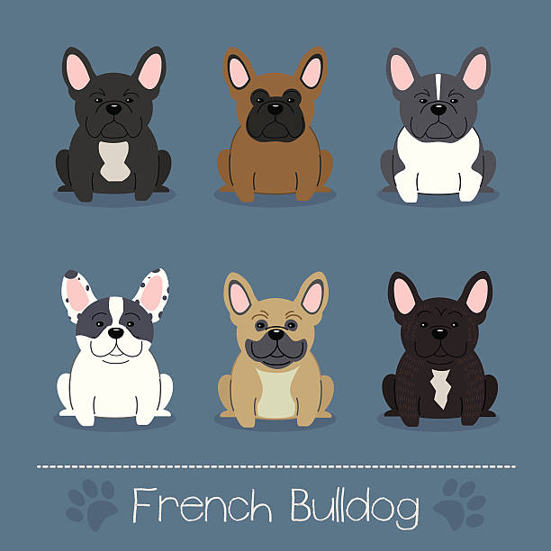 Different colors French Bulldog vector art illustration