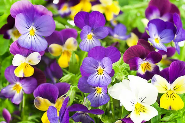 Studio Shot of Multicolored Pansy Flowers Background. Large Depth of Field (DOF). Macro. Symbol of Fun and Reminiscence.