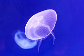 Luminous jellyfish