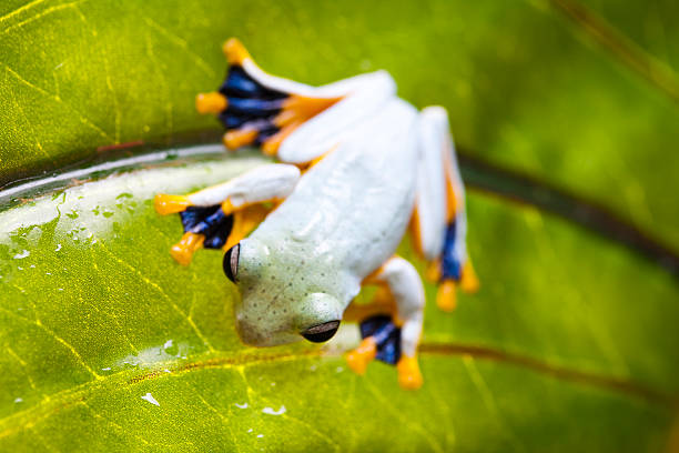 istock Flying Frog, Rhacophorus reinwardtii 466696961