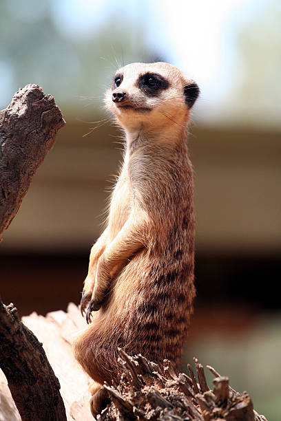 istock Meerkat lookout on branch 466697221