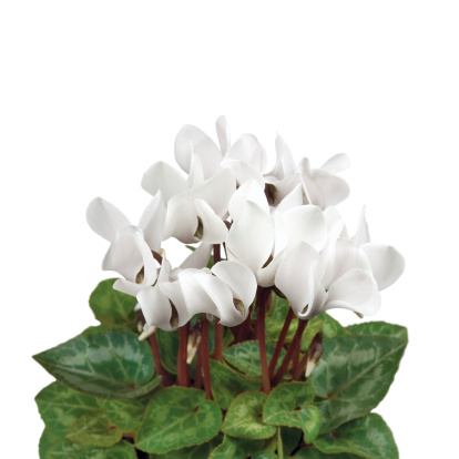 White Cyclamens Macro Closeup, Isolated Large Detailed Studio Shot