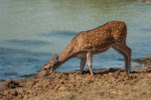 Deer drinking from a watering hole stock photo