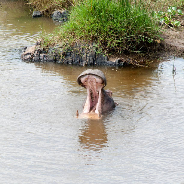 nilpferd gähnen - kruger national park hippopotamus animal mouth animal stock-fotos und bilder