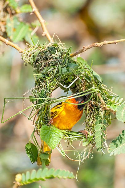 Weaver Bird Building Nest A male weaver bird busy building a nest with which he can impress a female. lake victoria stock pictures, royalty-free photos & images