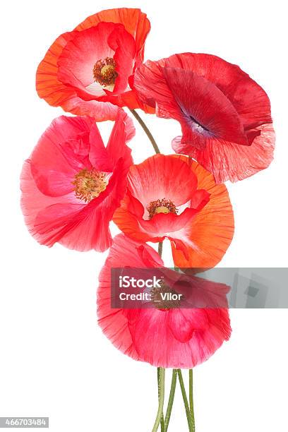 Poppy Stock Photo - Download Image Now - 2015, Annual - Plant Attribute, Bunch of Flowers