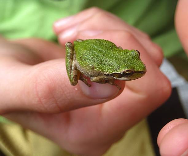 istock Young Boy Holding a Green Tree Frog on Thumb 466704816