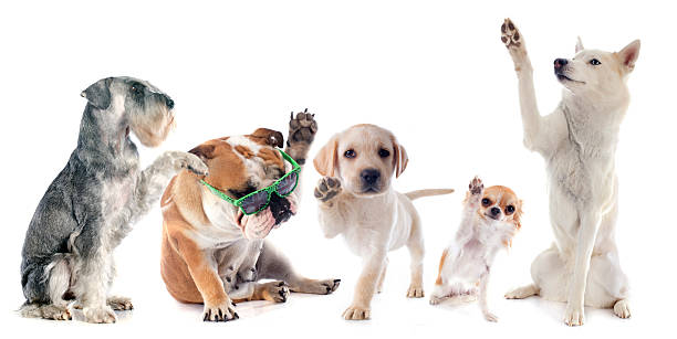 five dogs five dogs say hello in front of white background five animals stock pictures, royalty-free photos & images