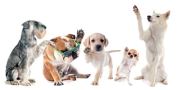 pięciu psów - five animals zdjęcia i obrazy z banku zdjęć