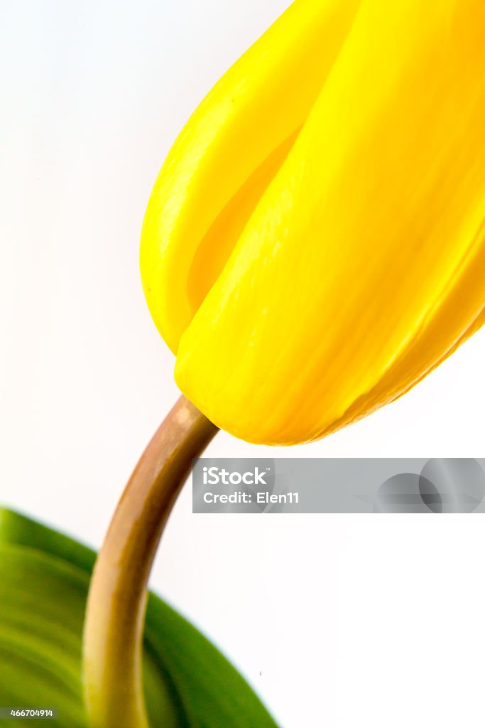 part of yellow tulip close up isolated on white 2015 Stock Photo