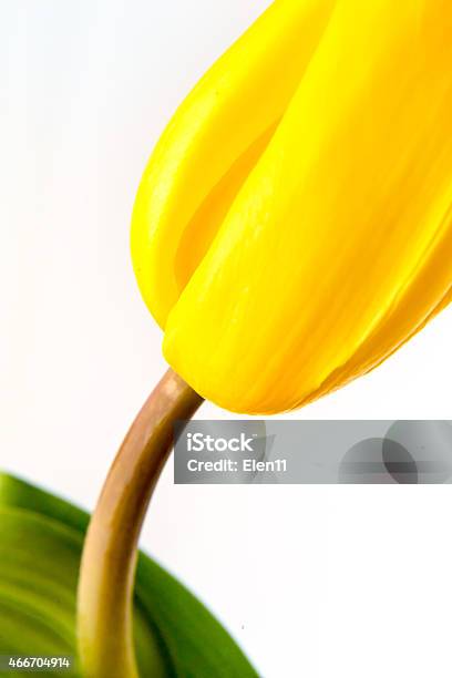 Part Of Yellow Tulip Close Up Isolated On White Stock Photo - Download Image Now - 2015, Beauty In Nature, Blossom