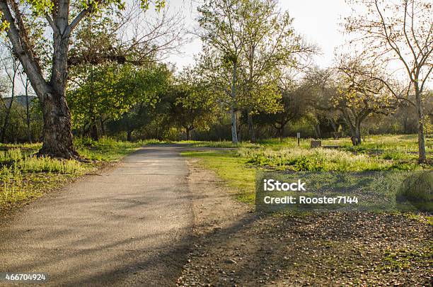 Paved Trail With Sunlight Passing Through Trees Stock Photo - Download Image Now - 2015, Asphalt, Bush