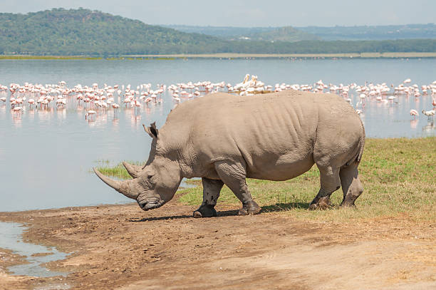 코뿔소 템즈 레이브 - lake nakuru 뉴스 사진 이미지