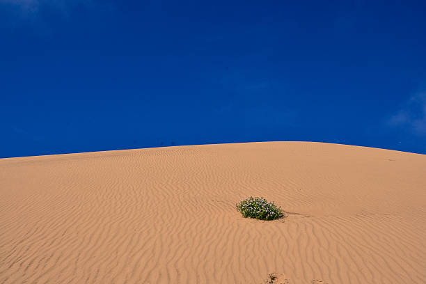 istock Sand dune and lonely plant 466707587