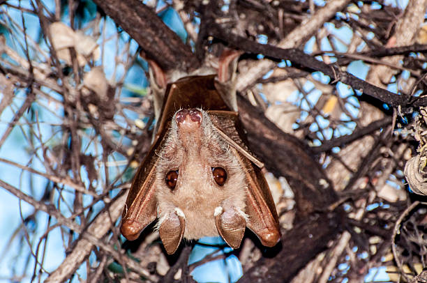 fruitbat in tree - frugivores stock-fotos und bilder