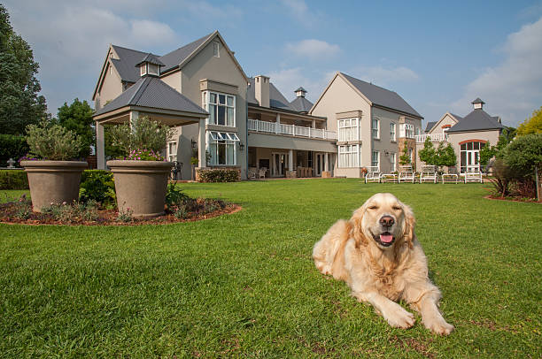 istock Golden Retriever Relaxing 466709060