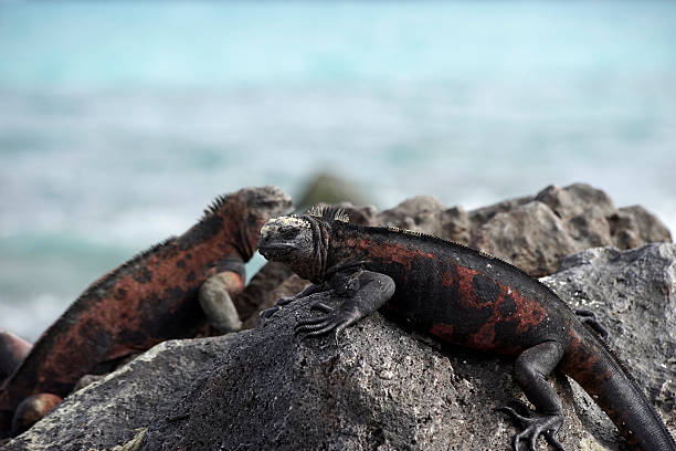 istock Two Galapagos Marine Iguanas on Rock 466709214