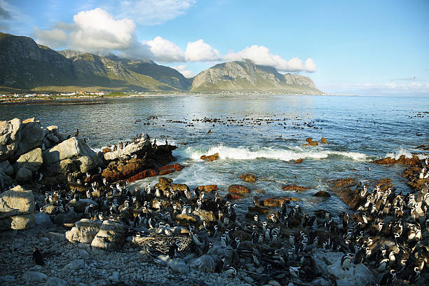 istock African penguins in Betty's bay 466710160