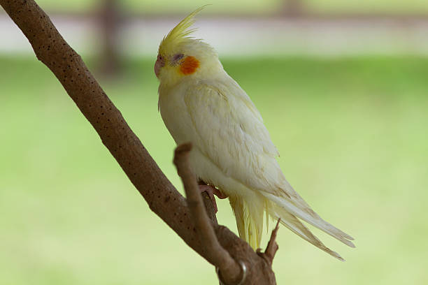 istock White Cockatoo, Sitting on the perch 466712270