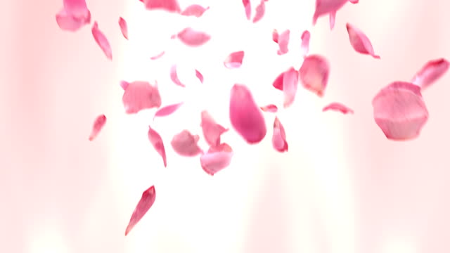 5,900+ Flower Petals Falling Stock Videos and Royalty-Free Footage - iStock  | Flower petals falling off, Pink flower petals falling, Flower petals falling  background