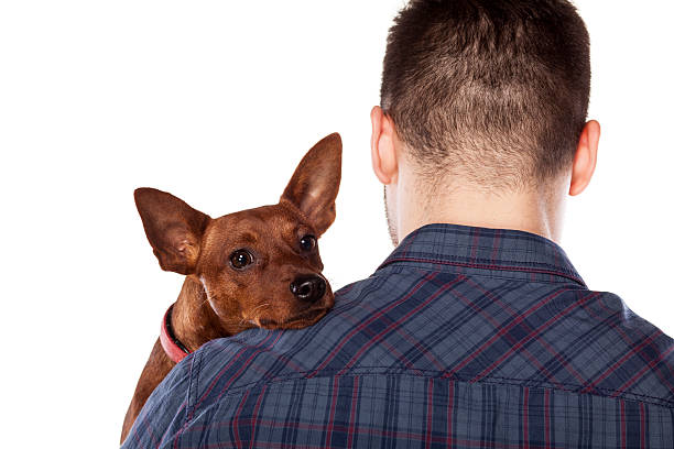 istock Small dog lying on the shoulder of his owner 466713842