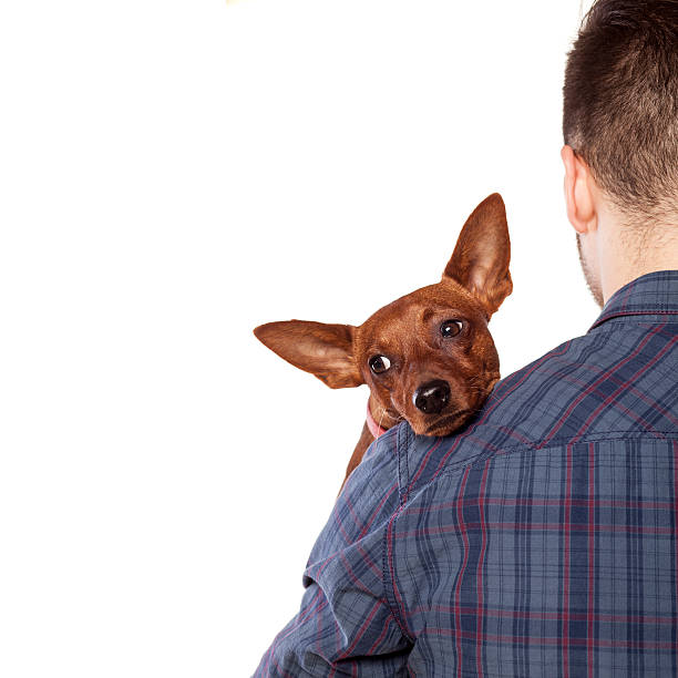 istock Small dog lying on the shoulder of his owner 466713852