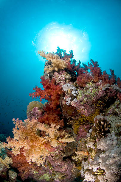 Coral recif, underwater, coral, fish, marine world stock photo