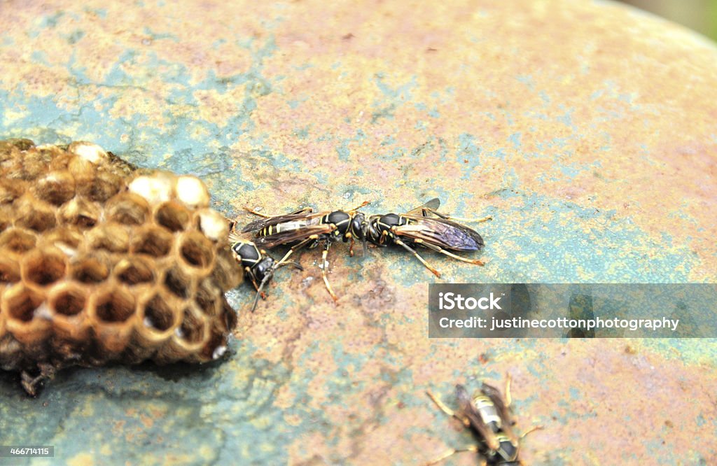 紙スズメバチの巣 - アシナガバチのロイヤリティフリーストックフォト