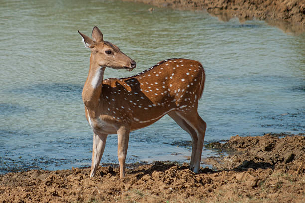 Deer looking around from its watering hole stock photo