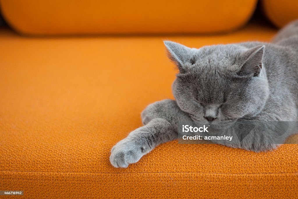 Relaxed cat. Grey cat sleeping on a couch. Domestic Cat Stock Photo