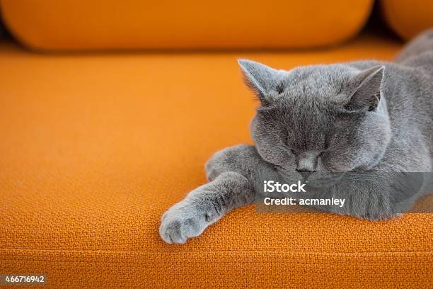Relaxed Cat Stock Photo - Download Image Now - Domestic Cat, Sofa, Sleeping