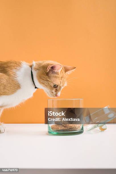 Cat Staring Inside The Cookie Jar Stock Photo - Download Image Now - Domestic Cat, Cookie, Animal