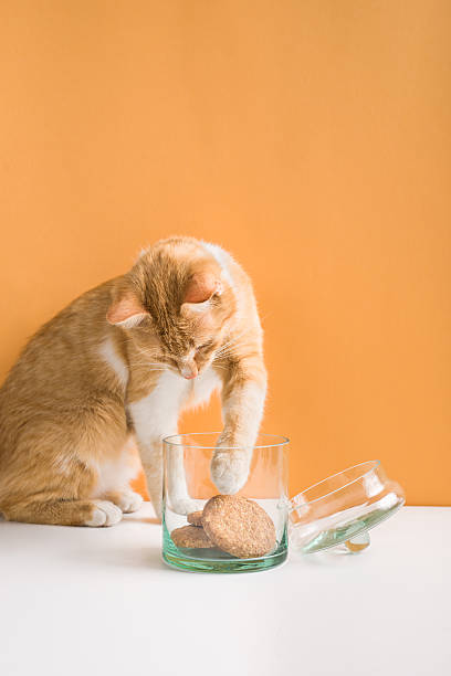 Orange tabby cat stealing cookies from the jar