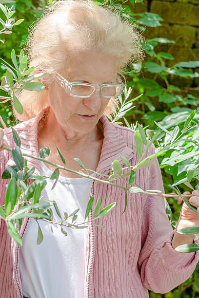 istock Senior Woman Taking in Hands Olive Tree Branch 466717070